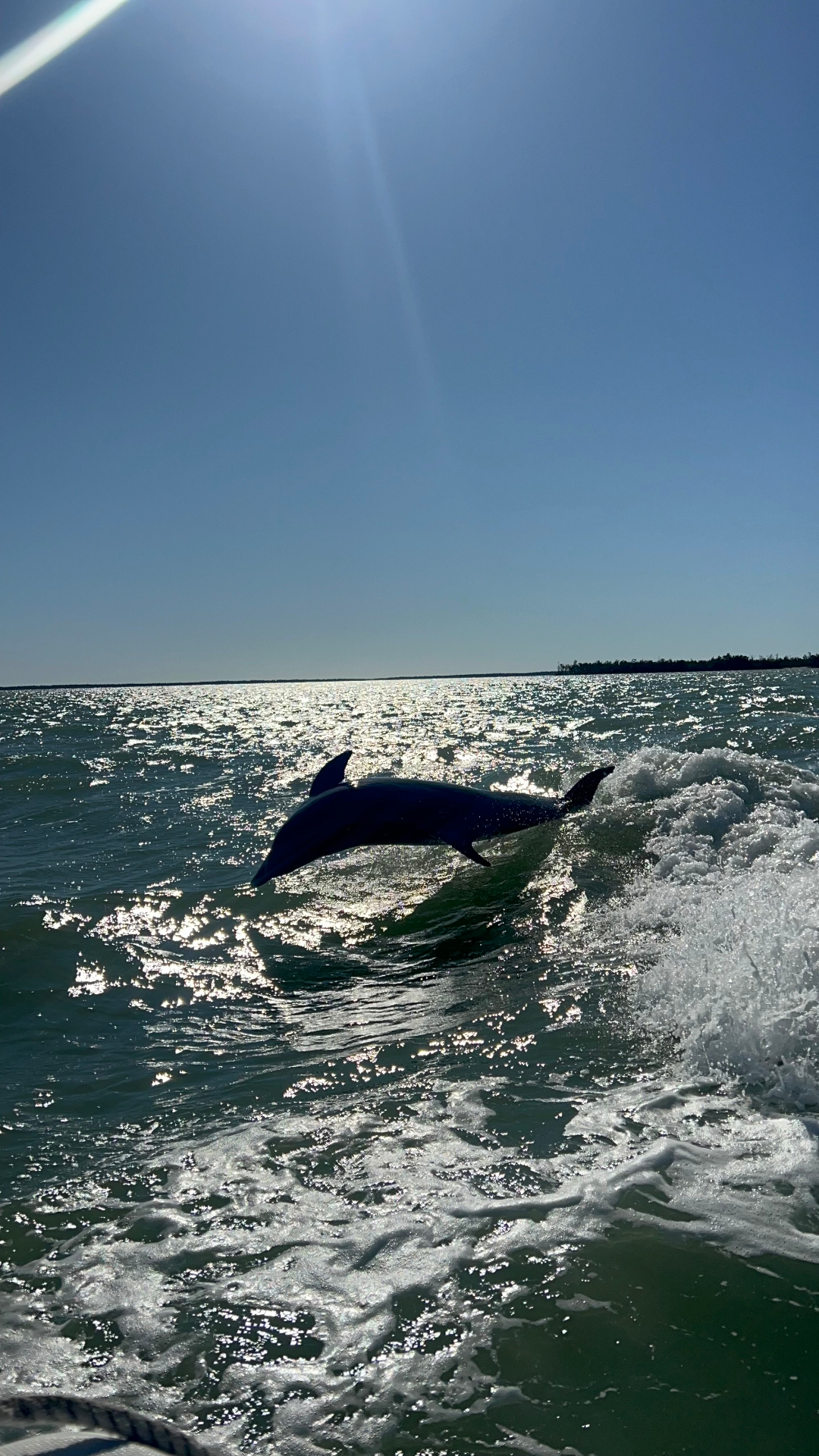 Dolphin jumping in Marco Island's coastal waters